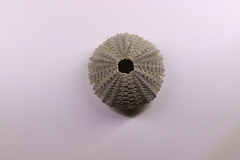 Temnopleurus toreumaticus