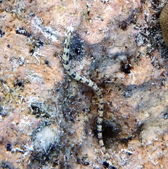 Corythoichthys conspicillatus