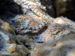 Corythoichthys conspicillatus