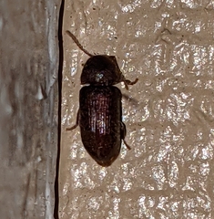 Xyletobius