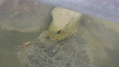 Sternolophus rufipes