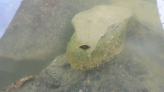 Sternolophus rufipes