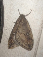 Paleacrita merriccata