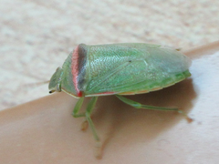 Piezodorus hybneri