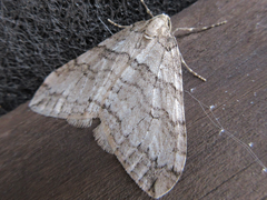 Operophtera relegata