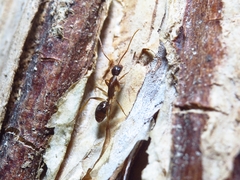 Camponotus elegans