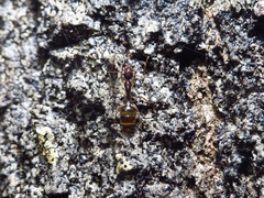 Camponotus elegans