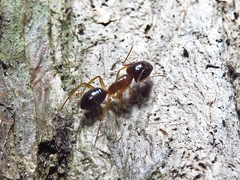 Camponotus elegans