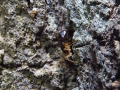 Camponotus elegans
