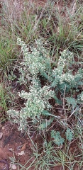 Asparagus flavicaulis