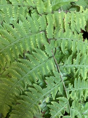 Macrothelypteris