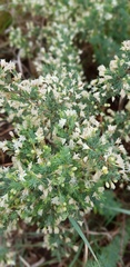 Asparagus flavicaulis