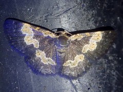 Peratophyga flavomaculata