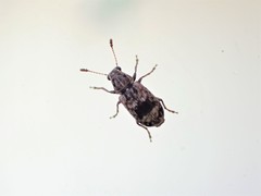 Cacephatus