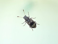 Cacephatus
