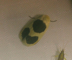 Garudinia biplagiata