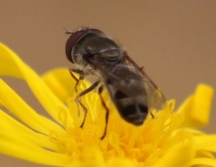 Platycheirus stegnus