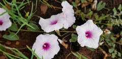 Ipomoea bathycolpos