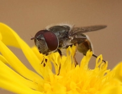 Platycheirus stegnus