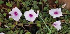 Ipomoea bathycolpos