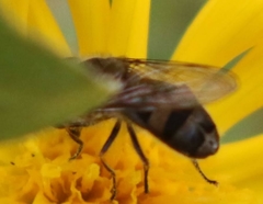Platycheirus stegnus
