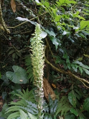 Habenaria stenopetala