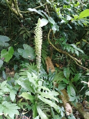 Habenaria stenopetala