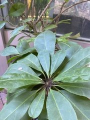 Solandra grandiflora