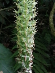 Habenaria stenopetala