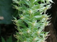 Habenaria stenopetala