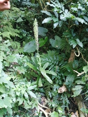 Habenaria stenopetala