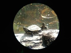 Malayemys macrocephala