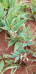 Ophrestia oblongifolia