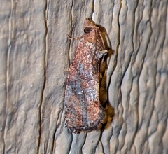 Cryptophlebia illepida