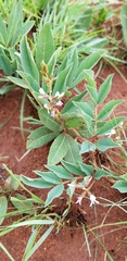Ophrestia oblongifolia