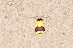 Heterallactis microchrysa