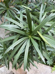 Podocarpus nakaii