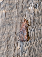 Cryptophlebia illepida