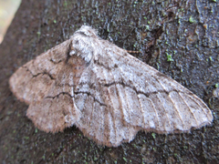 Megabiston plumosaria