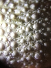 Hemicentrotus pulcherrimus