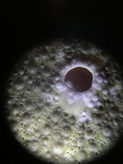 Hemicentrotus pulcherrimus