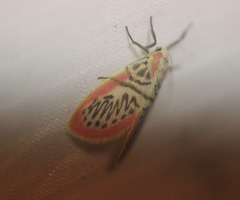 Miltochrista perihaemia