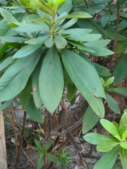 Rhododendron pulchrum phoeniceum