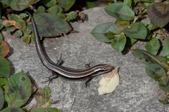 Plestiodon finitimus