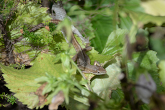 Takydromus tachydromoides