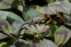 Takydromus tachydromoides