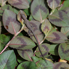 Takydromus tachydromoides