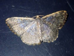 Peratophyga venetia
