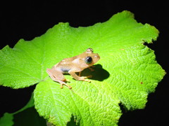 Boophis pyrrhus