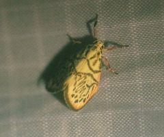 Miltochrista irregularis